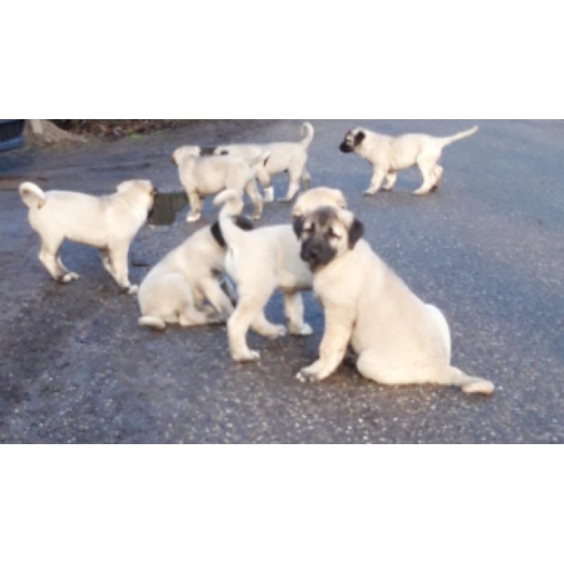 Kangal puppy's