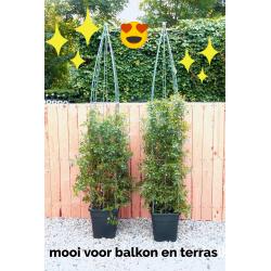 klimplantrek modellen 2021 rozen clematis jasmijn