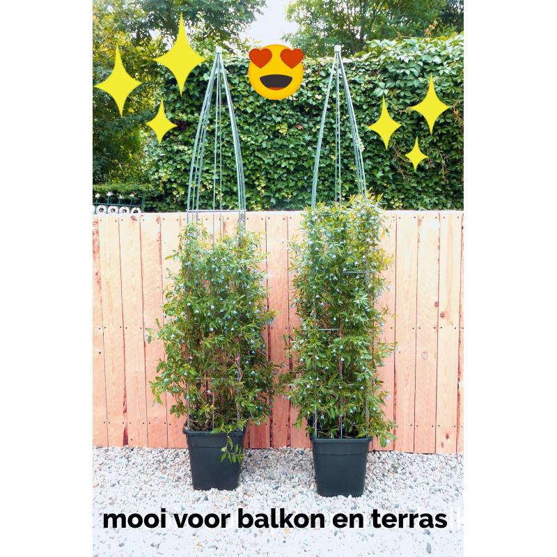 klimplantrek modellen 2021 rozen clematis jasmijn