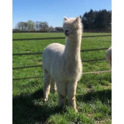 Alpaca's te koop