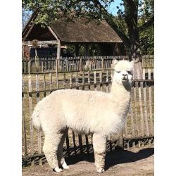 Alpaca's te koop