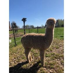 Alpaca's te koop