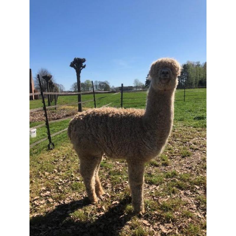Alpaca's te koop