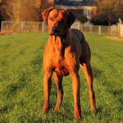 Rhodesian Ridgeback pup met stamboom