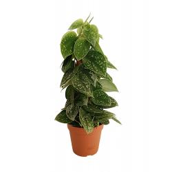 Scindapsus pictus 'Silvery Ann' mosstok - planten - kamerplanten