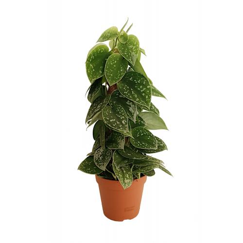 Scindapsus pictus 'Silvery Ann' mosstok - planten - kamerplanten