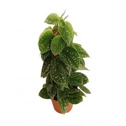 Scindapsus pictus 'Silvery Ann' mosstok - planten - kamerplanten