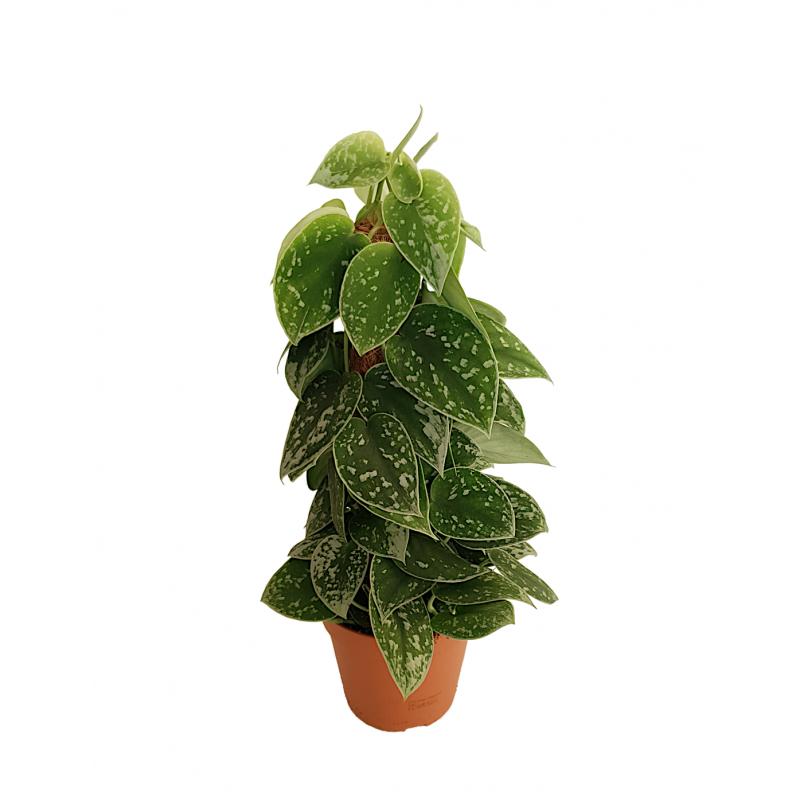 Scindapsus pictus 'Silvery Ann' mosstok - planten - kamerplanten