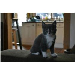 Super lieve actieve en nieuwsgierige kittens