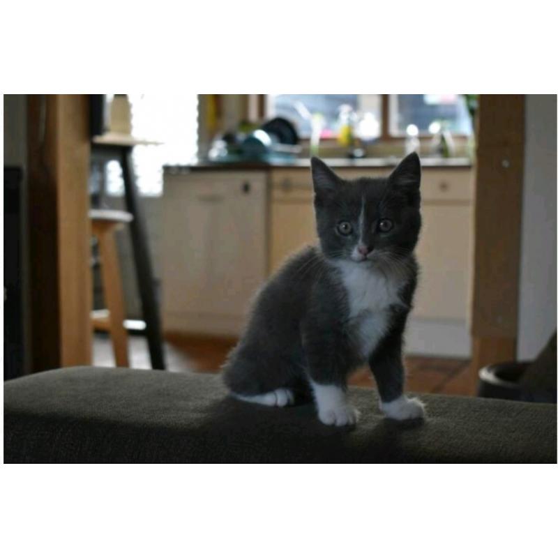 Super lieve actieve en nieuwsgierige kittens