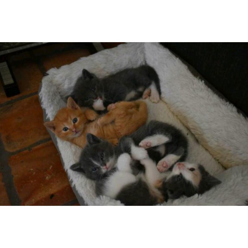 Super lieve actieve en nieuwsgierige kittens