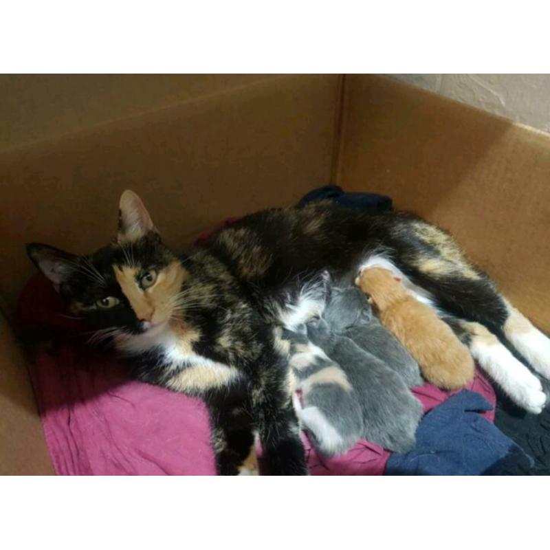 Super lieve actieve en nieuwsgierige kittens