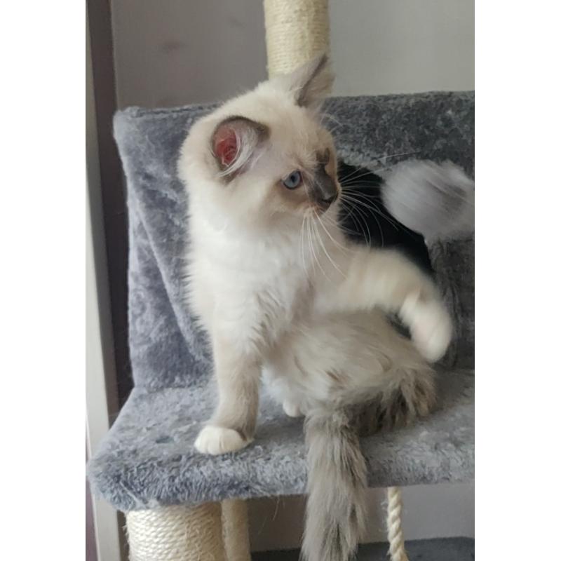 2 SUPER LIEVE RASZUIVER Ragdoll Kittens Katin & Katertje