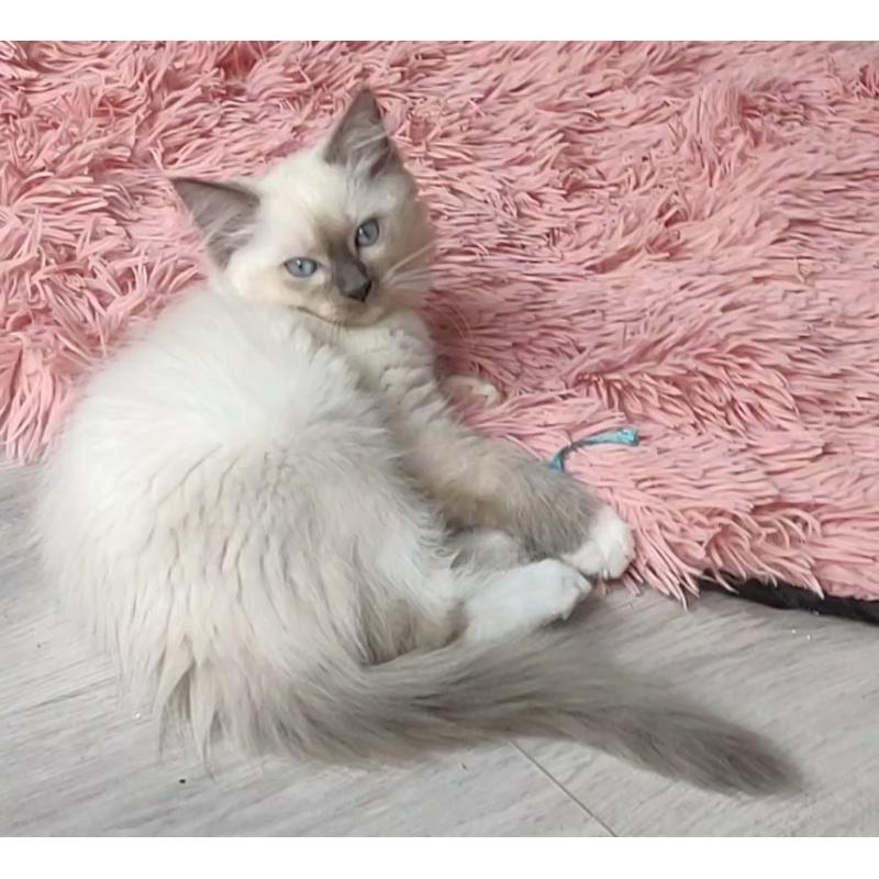 2 SUPER LIEVE RASZUIVER Ragdoll Kittens Katin & Katertje