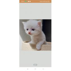 Schattige Siberische kittens