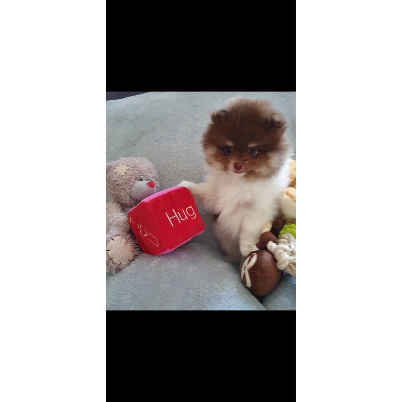 Pomeranian pomeriaan pups