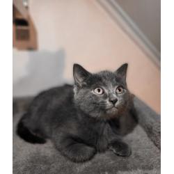 Blauwe Rus kittens