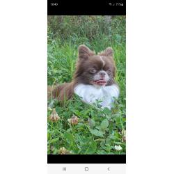 prachtige chihuahua reutjes uit pl vrije lijnen