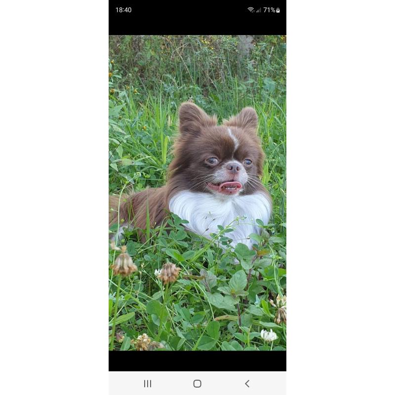 prachtige chihuahua reutjes uit pl vrije lijnen