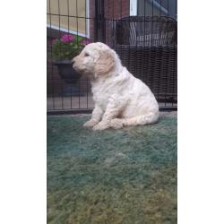 Prachtige goldendoodle pups