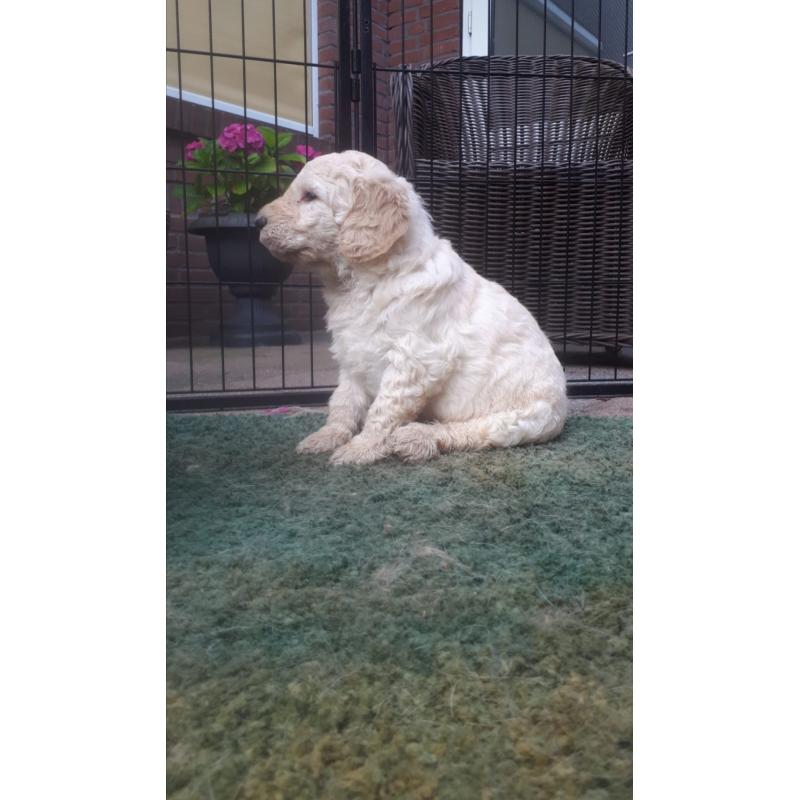 Prachtige goldendoodle pups