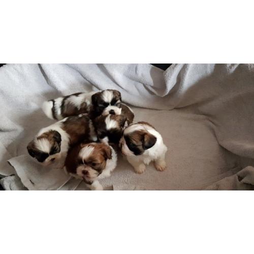 Shih Tzu puppy's males and bitches