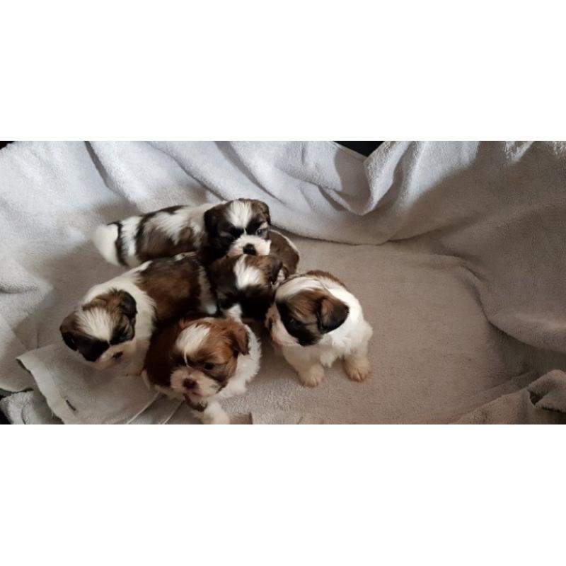 Shih Tzu puppy's males and bitches