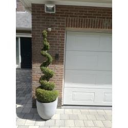 buxus met pot