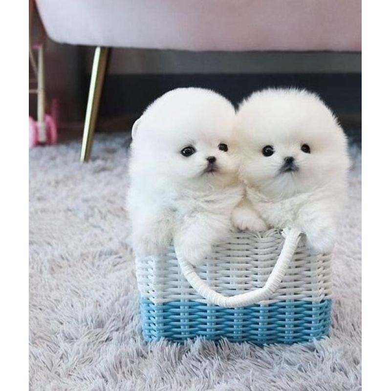 Miniatuur Pomeriaan-puppy