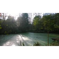 Perceel met vijver te koop
