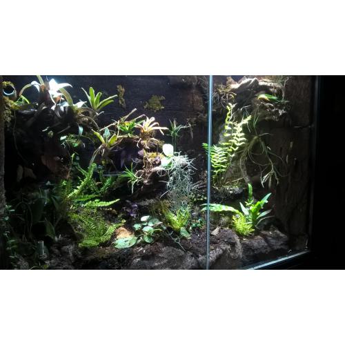 Te Koop Compleet Gifkikker Paludarium