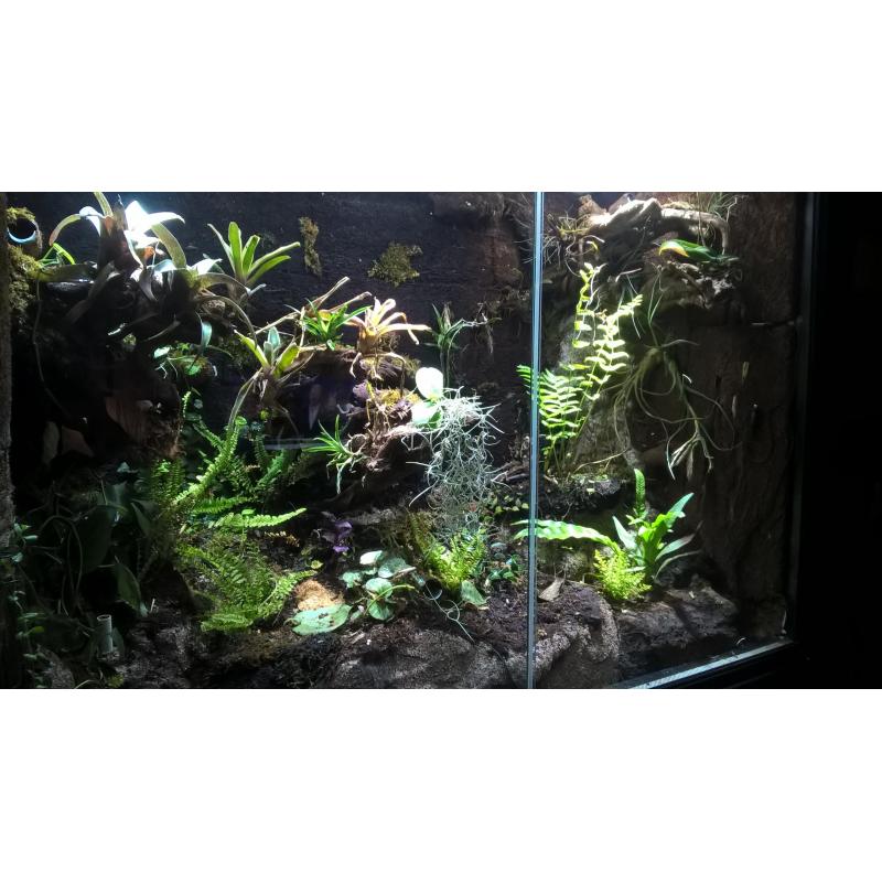 Te Koop Compleet Gifkikker Paludarium