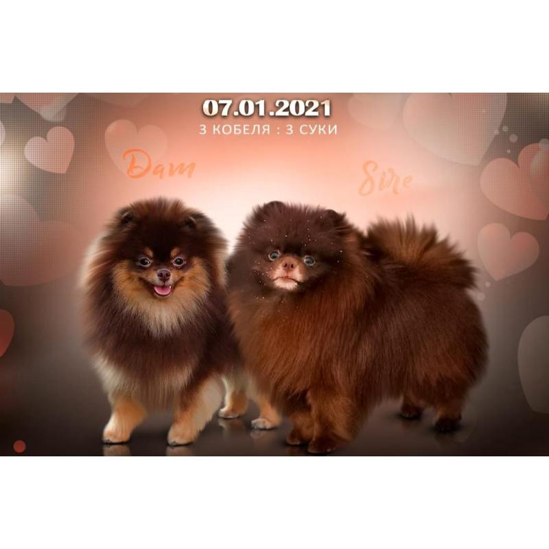 Pomeranian | Pomeriaan | Pom | FCI | Pup | Puppy | Stamboom