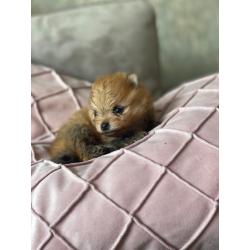 Pomerenian | pups | puppy | FCI | Pomeriaan | bear | orange
