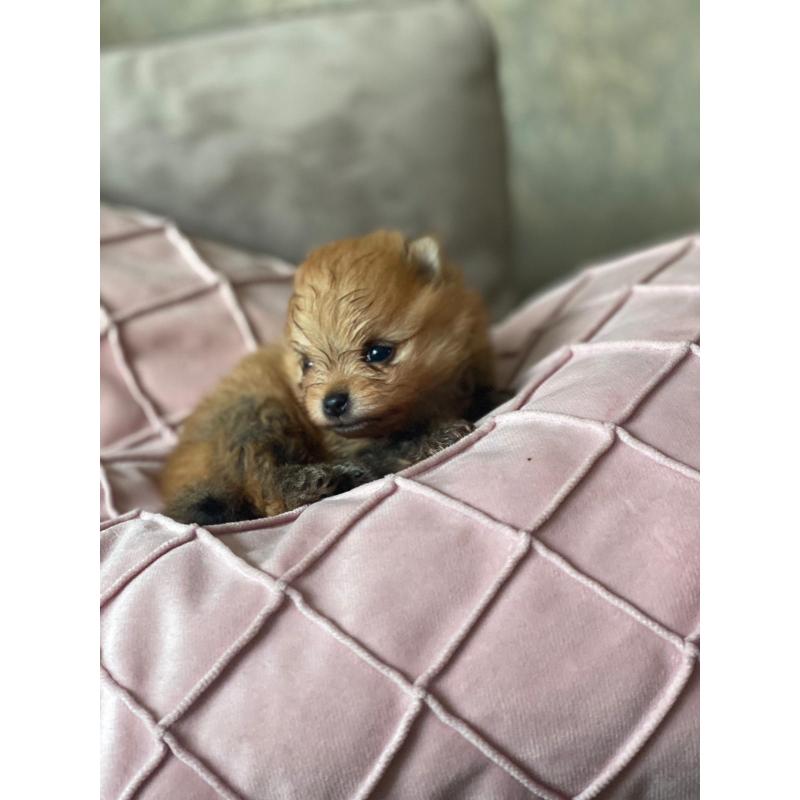 Pomerenian | pups | puppy | FCI | Pomeriaan | bear | orange