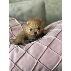 Pomerenian | pups | puppy | FCI | Pomeriaan | bear | orange