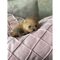 Pomerenian | pups | puppy | FCI | Pomeriaan | bear | orange