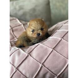 Pomerenian | pups | puppy | FCI | Pomeriaan | bear | orange