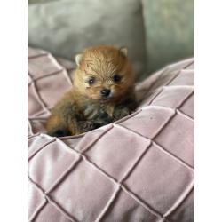 Pomerenian | pups | puppy | FCI | Pomeriaan | bear | orange