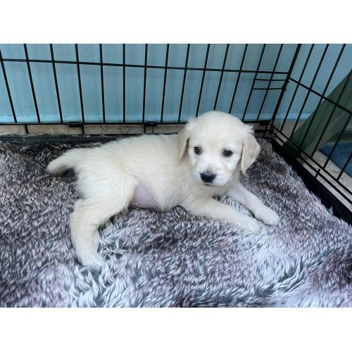 Golden retriever puppy