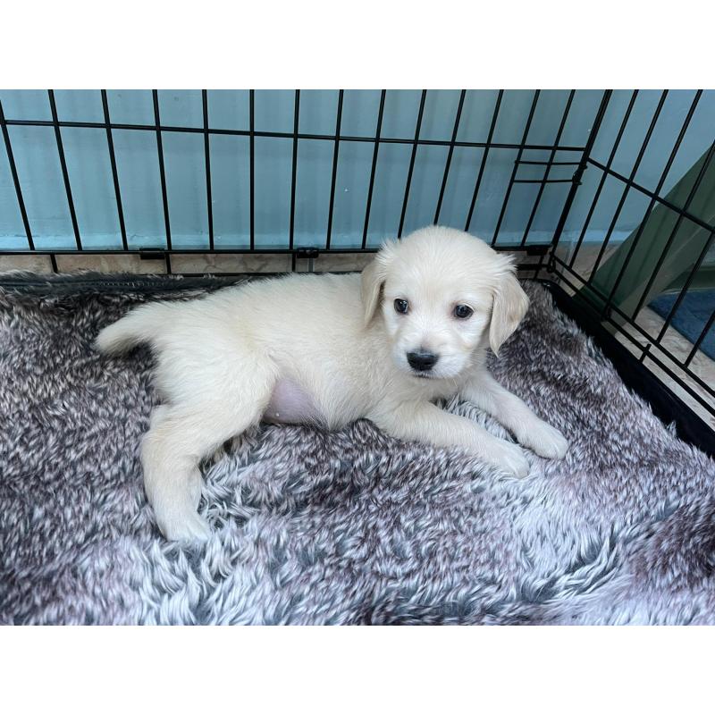 Golden retriever puppy