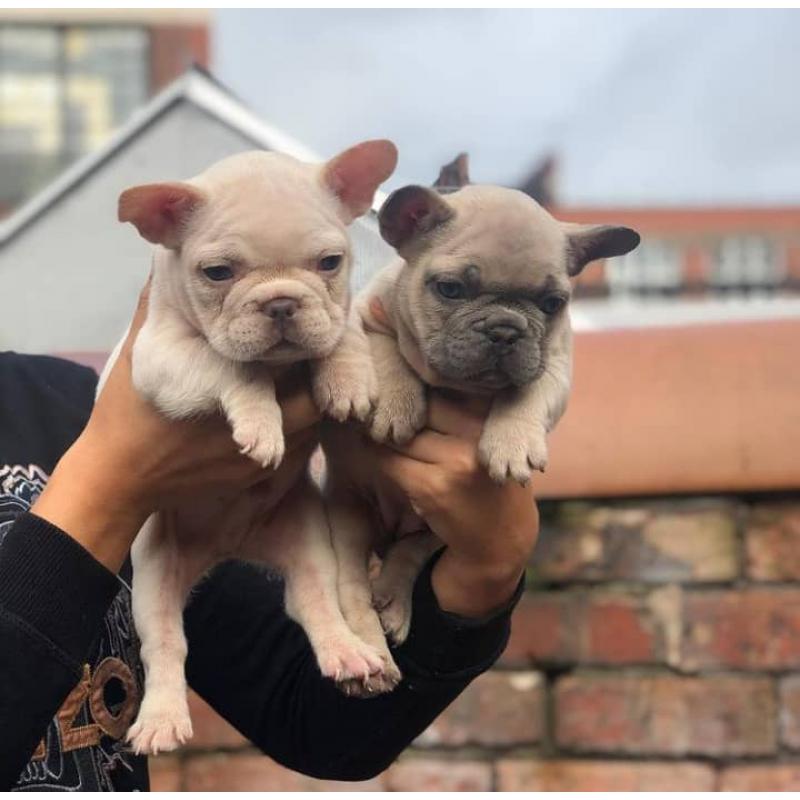 Franse buldoggen voor gratis adoptie