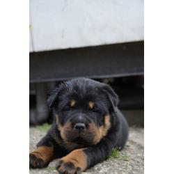 rottweiler sharpei puppy's