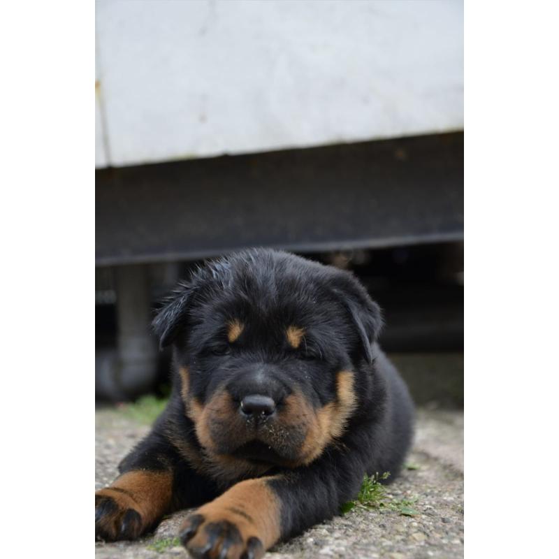 rottweiler sharpei puppy's