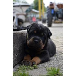 rottweiler sharpei puppy's