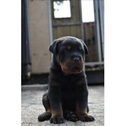 rottweiler sharpei puppy's