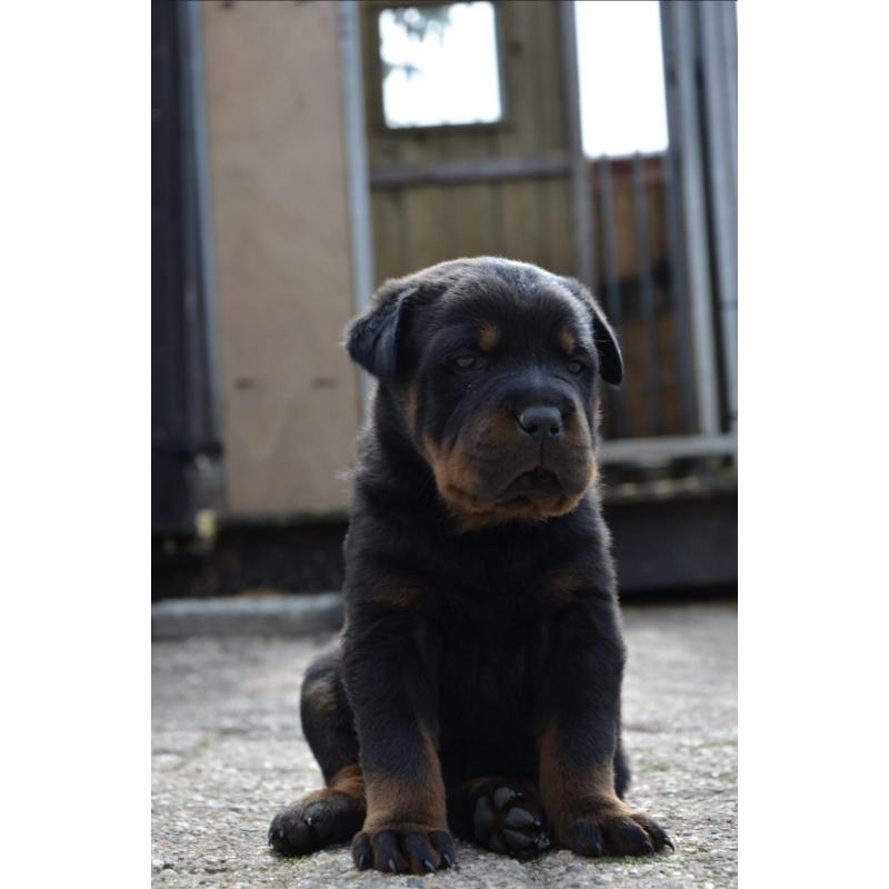 rottweiler sharpei puppy's