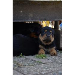 rottweiler sharpei puppy's