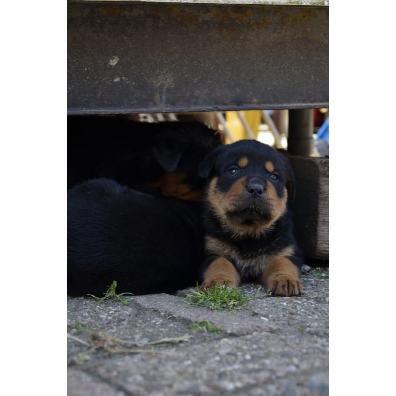 rottweiler sharpei puppy's