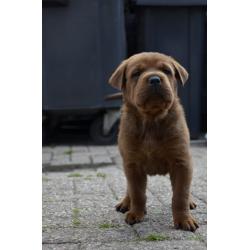 rottweiler sharpei puppy's